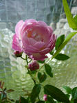 P1000628.jpg