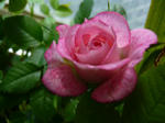 P1000629.jpg