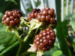 c20577c8.jpg