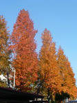 P1020114.jpg