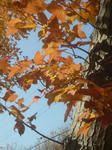 P1020113.jpg