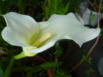 P1020650.jpg