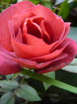 caca72f6.jpg