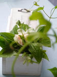 P1000239.jpg