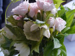 P1000225.jpg