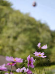 _1000930.jpg