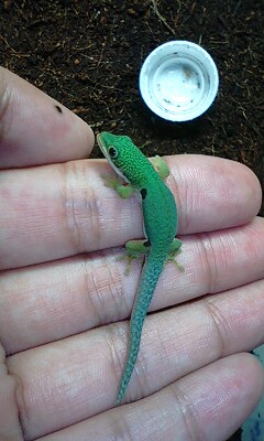 ムツメヒルヤモリ！？　笑