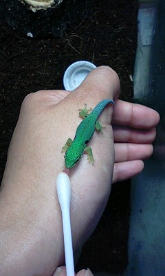 ペロペロペロペロペロ…