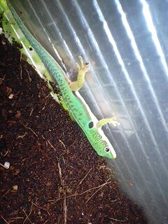 左足の指にけが？