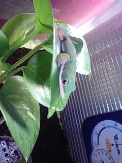 今日のアボちゃん