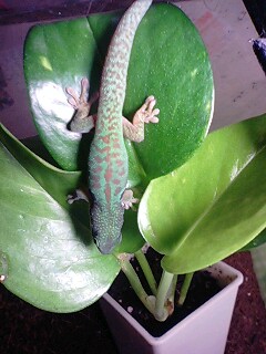 首の周りに肉　爆