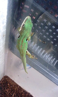 メタアボになりましてござる