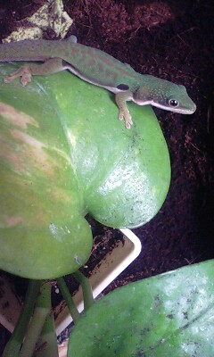 ポトスの上のヨツメヒルヤモリのアボ