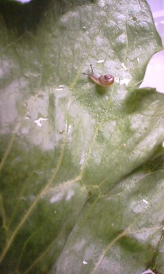 梅子ミニマム☆