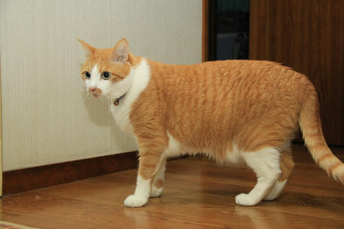 ねこ