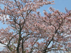 20120419b.jpg