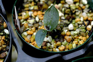 1ヶ月前の荒治療