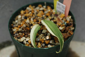 ●　大仁王一点花の柄物