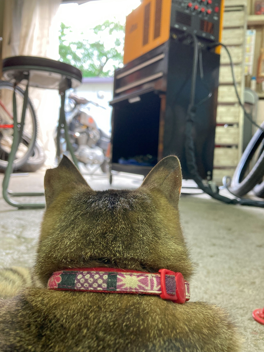 猫の背中から見える風景=^_^=
