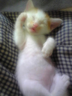 招き猫。
