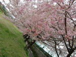 sakura2.jpg