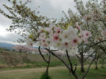 sakura5.jpg