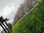 sakura7.jpg