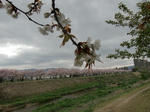 sakura6.jpg