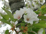 sakura4.jpg