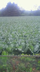 201106241322000.jpg