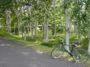真駒内公園白樺の道