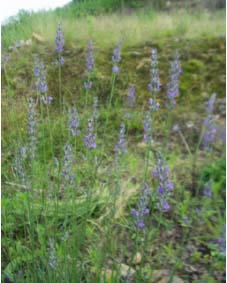Lavender