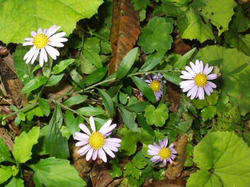 野紺菊