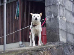 犬