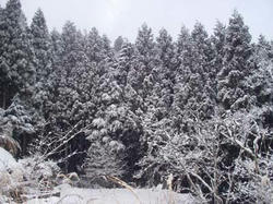雪の杉林
