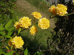 山吹