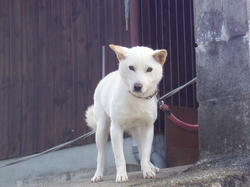 犬