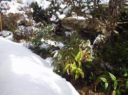 雪の朝。庭のマンリョウ。