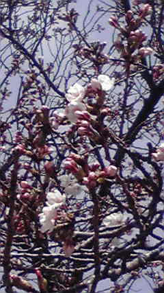 桜09_1