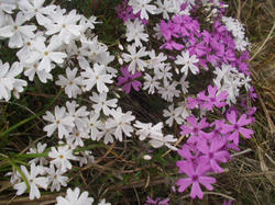 芝桜