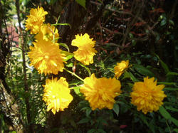山吹