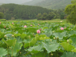 蓮池