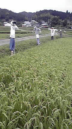 小学校的田んぼ