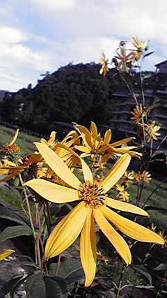 キクイモ09