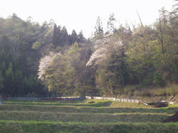 桜10.05