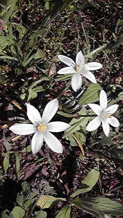 白い花