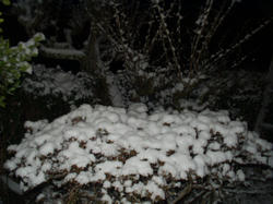 今夜の雪
