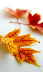fall_35.jpg