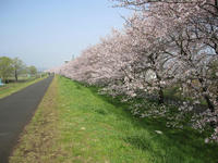 Road of cherry blossoms.JPG