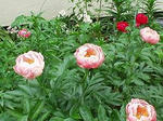 今日の母の花　？？